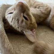 ヒメ日記 2025/10/19 13:02 投稿 ちはや 即アポ奥さん〜名古屋店〜