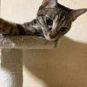 ヒメ日記 2025/11/14 23:32 投稿 ちはや 即アポ奥さん〜名古屋店〜