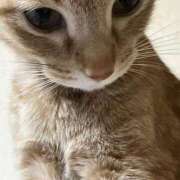 ヒメ日記 2025/11/21 23:31 投稿 ちはや 即アポ奥さん〜名古屋店〜