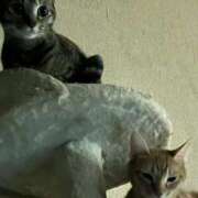 ヒメ日記 2025/11/24 22:41 投稿 ちはや 即アポ奥さん〜名古屋店〜