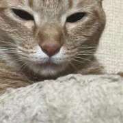 ヒメ日記 2025/12/14 01:11 投稿 ちはや 即アポ奥さん〜名古屋店〜