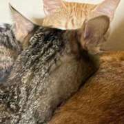 ヒメ日記 2025/12/30 17:55 投稿 ちはや 即アポ奥さん〜名古屋店〜