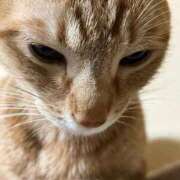 ヒメ日記 2026/01/01 23:01 投稿 ちはや 即アポ奥さん〜名古屋店〜