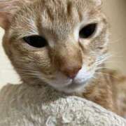 ヒメ日記 2026/01/18 00:45 投稿 ちはや 即アポ奥さん〜名古屋店〜