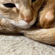 ヒメ日記 2026/01/31 22:41 投稿 ちはや 即アポ奥さん〜名古屋店〜