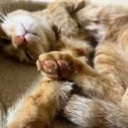 ヒメ日記 2026/02/03 23:31 投稿 ちはや 即アポ奥さん〜名古屋店〜