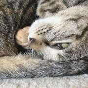 ヒメ日記 2026/03/07 00:41 投稿 ちはや 即アポ奥さん〜名古屋店〜