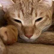 ヒメ日記 2026/03/24 23:01 投稿 ちはや 即アポ奥さん〜名古屋店〜