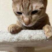 ヒメ日記 2026/04/01 23:31 投稿 ちはや 即アポ奥さん〜名古屋店〜