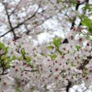 ヒメ日記 2026/04/11 21:16 投稿 佐倉のの Aroma Garden（アロマガーデン）