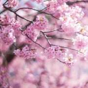 ヒメ日記 2025/04/07 17:50 投稿 レナ 蜜系アロマ＆回春エステ～エナジー～Energy