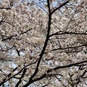 ヒメ日記 2026/04/15 15:51 投稿 レナ 蜜系アロマ＆回春エステ～エナジー～Energy