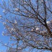 ヒメ日記 2025/04/06 13:10 投稿 吉沢 れもん エアポート