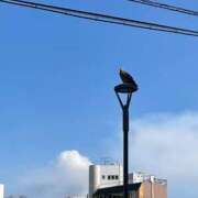 ヒメ日記 2025/11/27 08:14 投稿 吉沢 れもん エアポート