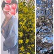 ヒメ日記 2025/04/22 14:03 投稿 しおん 佐久上田人妻隊