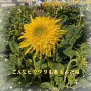 ヒメ日記 2025/08/17 16:12 投稿 永井ことみ 川崎南町 素敵な奥様（川崎ハレ系）