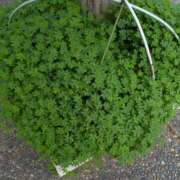 永井ことみ 出勤しまぁす 川崎南町 素敵な奥様（川崎ハレ系）