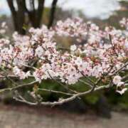 矢沢　あい お礼日記☆ エアポート