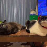 ヒメ日記 2025/01/23 11:23 投稿 ノア Club 妻