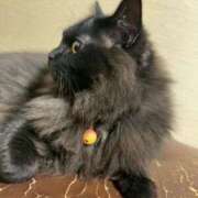 ヒメ日記 2025/02/05 11:20 投稿 ノア Club 妻