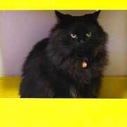 ヒメ日記 2025/02/15 11:39 投稿 ノア Club 妻