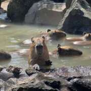 ヒメ日記 2025/03/10 12:57 投稿 ノア Club 妻