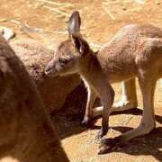 ヒメ日記 2025/03/12 11:26 投稿 ノア Club 妻