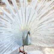 ヒメ日記 2025/03/14 11:21 投稿 ノア Club 妻