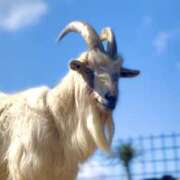 ヒメ日記 2025/03/15 10:48 投稿 ノア Club 妻