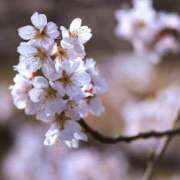 ヒメ日記 2025/03/25 11:27 投稿 ノア Club 妻