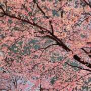 ヒメ日記 2025/03/31 16:38 投稿 ノア Club 妻