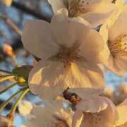 ヒメ日記 2025/04/01 11:34 投稿 ノア Club 妻