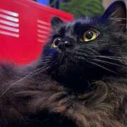 ヒメ日記 2025/04/05 11:21 投稿 ノア Club 妻