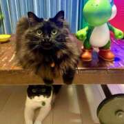 ヒメ日記 2025/04/26 11:03 投稿 ノア Club 妻