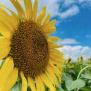 ヒメ日記 2025/08/03 09:45 投稿 ノア Club 妻