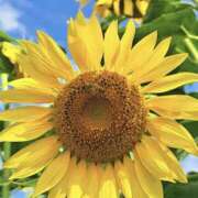 ヒメ日記 2025/08/15 11:04 投稿 ノア Club 妻