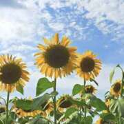 ヒメ日記 2025/08/24 09:48 投稿 ノア Club 妻