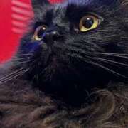 ヒメ日記 2025/09/07 09:50 投稿 ノア Club 妻