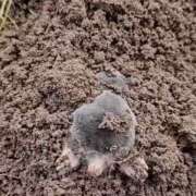 ヒメ日記 2025/10/06 12:41 投稿 ノア Club 妻