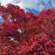 ヒメ日記 2025/11/14 11:46 投稿 ノア Club 妻