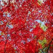 ヒメ日記 2025/11/29 11:39 投稿 ノア Club 妻