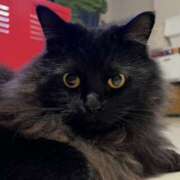 ヒメ日記 2025/12/04 11:38 投稿 ノア Club 妻