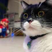 ノア 本日出勤🐈‍⬛ Club 妻