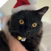 ヒメ日記 2025/12/25 11:30 投稿 ノア Club 妻