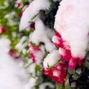 ヒメ日記 2026/02/08 14:12 投稿 ノア Club 妻