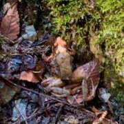 ヒメ日記 2026/03/30 11:50 投稿 ノア Club 妻