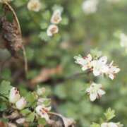 ヒメ日記 2026/04/04 11:37 投稿 ノア Club 妻