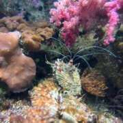 ヒメ日記 2025/02/06 00:05 投稿 さや 素人系イメージSOAP 彼女感 宇都宮本館