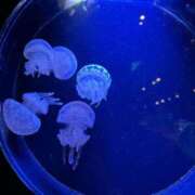 ヒメ日記 2025/03/03 00:15 投稿 さや 素人系イメージSOAP 彼女感 宇都宮本館