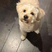 ヒメ日記 2025/04/09 16:16 投稿 さや 素人系イメージSOAP 彼女感 宇都宮本館